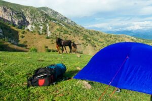 Horses came by out camp site to say hi